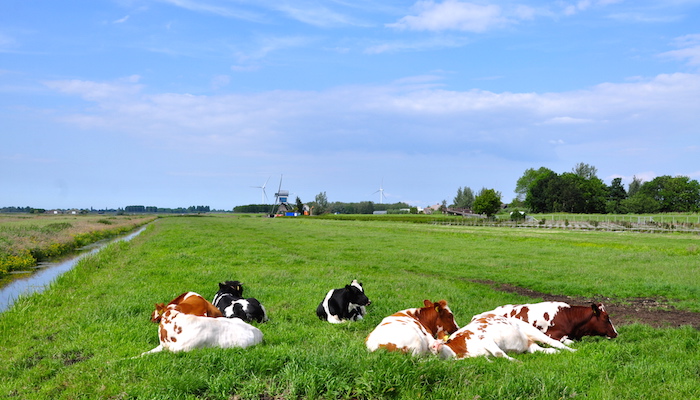Cows enjoying their Sunday afternoon, door Michiel.