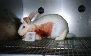 Op 11 maart 2013 werd het Europese test- en handelsverbod op diergeteste cosmetica ingevoerd. Met CETA en TTIP wordt onze proefdiervrije markt opnieuw opengesteld voor producten uit de VS, waar nog altijd onnodige, wrede experimenten op dieren worden uitgevoerd.