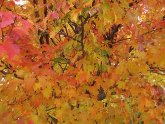 Autumn Tree, door Sharon, via Flickr.