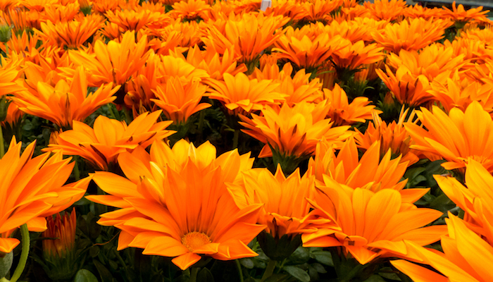 Foto: Shades of Orange, door Maurits Verbiest, via Flickr.com